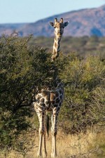 Wandbild: Giraffe versteckt