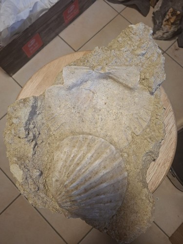 Große fossilplatte - große,