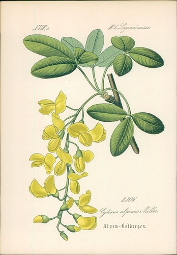 Chromolithographie - ,