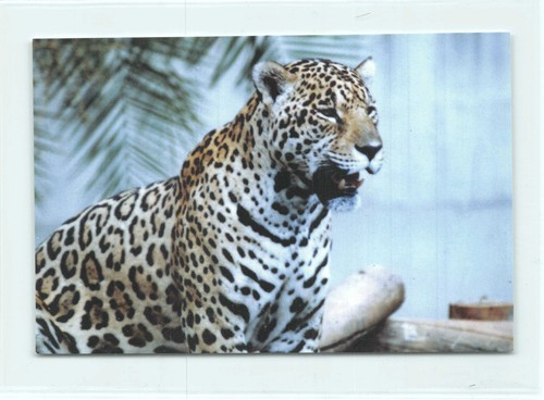 Postkarte jaguar - ak,