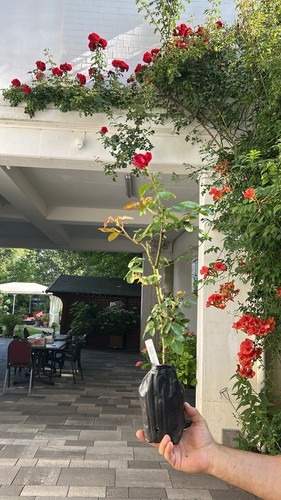 Kletter rose jungpflanze - kletter,