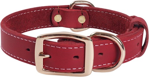 Robustes hundehalsband aus - robustes,