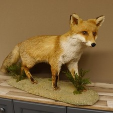 Fuchs Rotfuchs auf Dekopodest