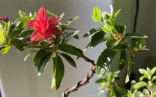 Bonsai Satsuki Azalee, Japan
