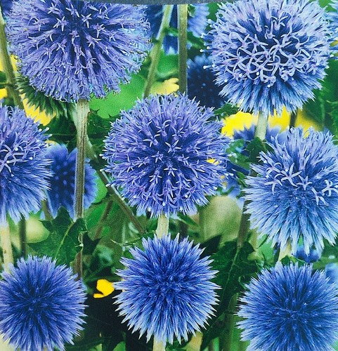 130 samen echinops kugeldistel - echinops,