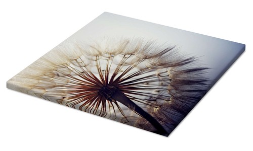 Leinwandbild große pusteblume - leinwandbild,