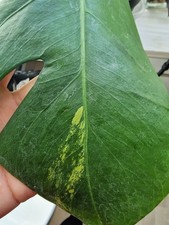 Monstera aurea variegata - aurea,