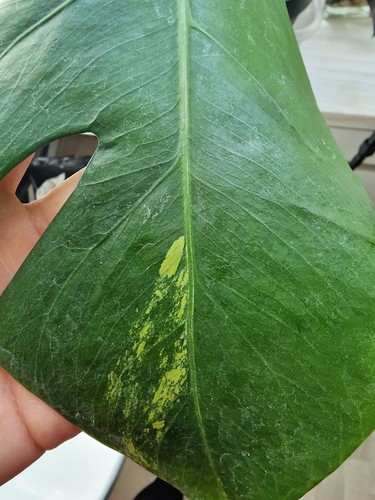 Monstera aurea variegata - aurea,