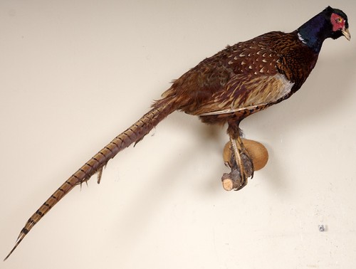 Schöner jagdfasan pheasant - jagdfasan,