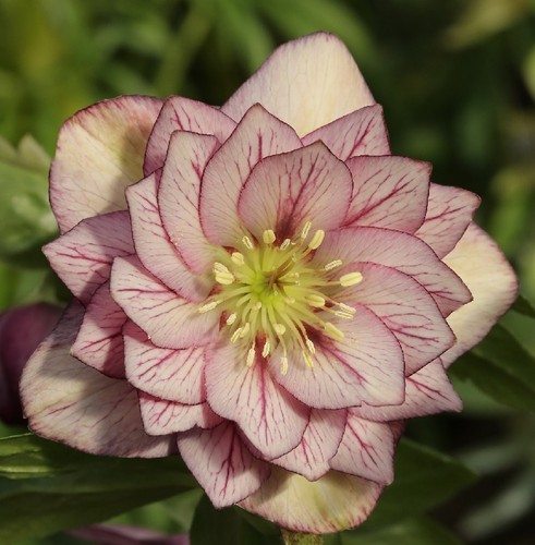Christrose lenzrose double - lenzrose,