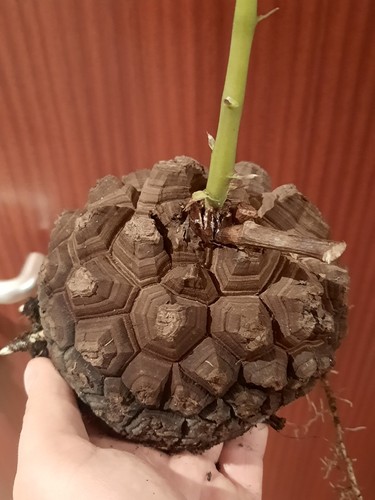 Dioscorea elephantipes mit - dioscorea, l