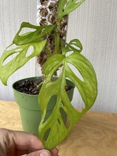 Monstera adansonii low Variegata Pflanze