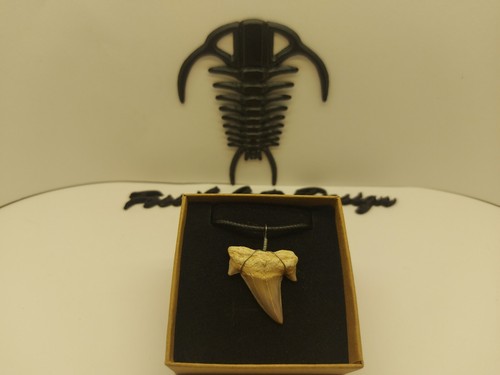 Fossil tooth shark anhänger - tooth,