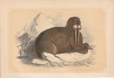 Walross (Odobenus rosmarus)