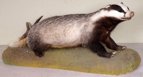 Schöner dachs badger - schöner,