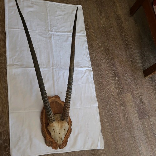 Jagdtrophäe hörner geweih - hörner,
