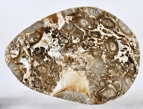 Fossil farn braunkohle - fossil,