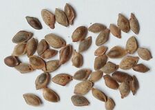 SAMEN winterharter Bonsai die