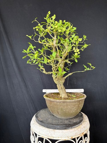 Pfaffenhütchen bonsai - pfaffenhütchen,