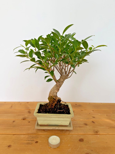 Zimmerbonsai ficus retusa - zimmerbonsai,