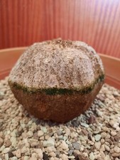 Merremia tuberosa, Caudex