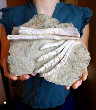 BIG Rare Psittacosaurus Fuß