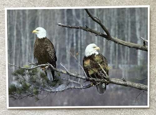 Postkarte amerikanischer - postkarte,