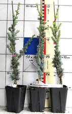 Cedrus atlantica "Glauca"   /   blaunadelige Atlaszeder, veredelte Pflanze