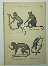 PRIMATES Red Howler Kapuziner Eichhörnchen Affe 1880er Antik Druck Original