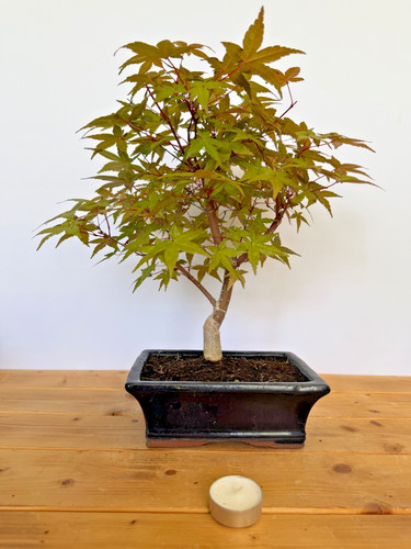 Bonsai acer palmatum deshojo - bonsai,