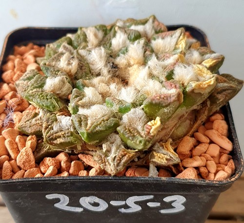 Alter ariocarpus auf eigenen - alter,