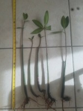 6 LARGE Red Mangrove Trees