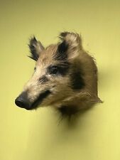 Wildschweinkopf, Wildschwein