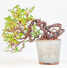 Bonsai Chinesischer