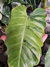 Philodendron Jungle Fever