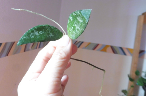 Schöner ableger hoya - ,