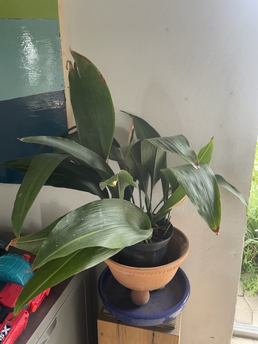 Schusterpalme aspidistra - schusterpalme,