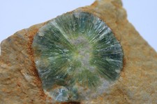 Wavellit aus Montgommery Co.