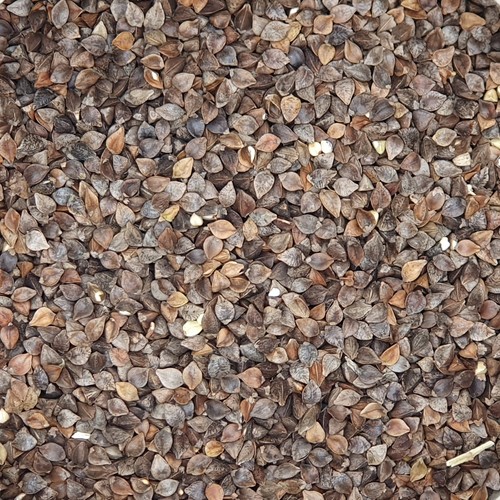 Gladen buchweizen 2 - buchweizen, 2,5kg
