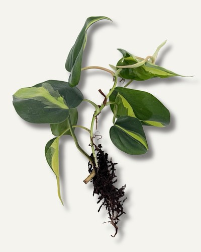Philodendron brasil - philodendron,