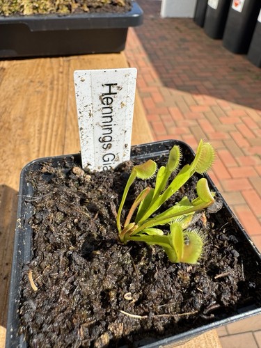 Dionaea muscipula hennings - muscipula, 'hennings