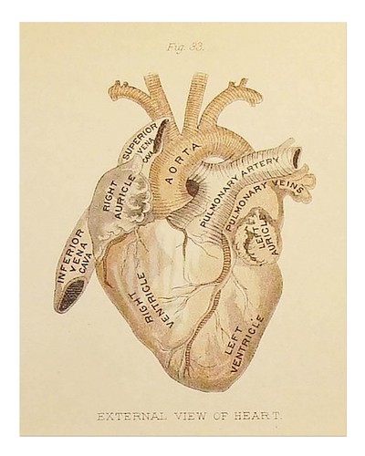 Vintage anatomisches herz - anatomisches,