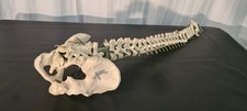Skelettmodell Wirbelsäule mit