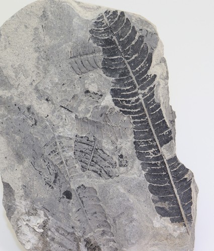 Pflanze callipteridium gigas - callipteridium,