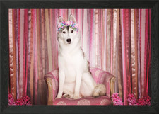 Siberian Husky Hunde Hund P