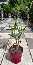 Cylindropuntia davisii Cactus