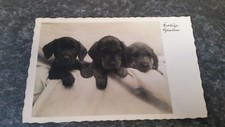  AK Hund Echtfoto Portrait drei Labrador Welpen schwarz  Postkarte  11618