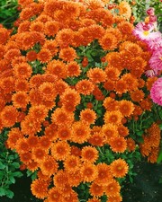 Chrysanthemum x