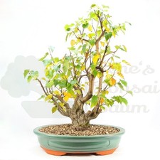 BONSAI Sandbirke 'Betula