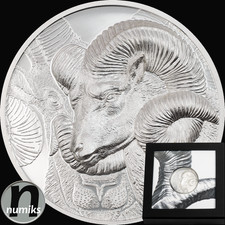 Magnificent ARGALI - Mongolei